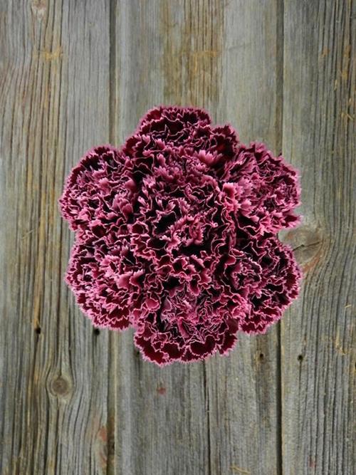 NOBBIO BURGUNDY CARNATIONS